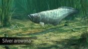 Ultimate Fishing Simulator - Amazon River (DLC) (PC)  Steam Key GLOBAL