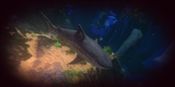 Feed and Grow: Fish for sale