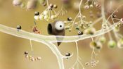 Buy Botanicula Collector's Edition Steam Key GLOBAL