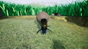 Dung Beetle